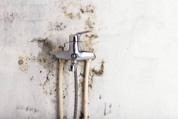 Best Fast Mold Removal  in Malvern, PA