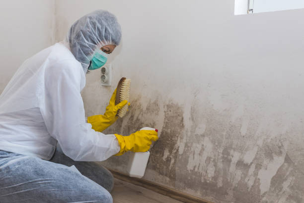Best Attic Mold Removal  in Malvern, PA