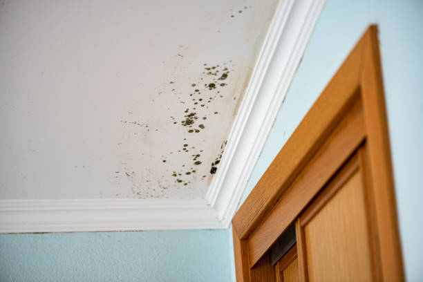 Mold Removal and Inspection in Malvern, PA